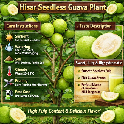Hisar Seedless Guava Air Layered Healthy Fruit Plant