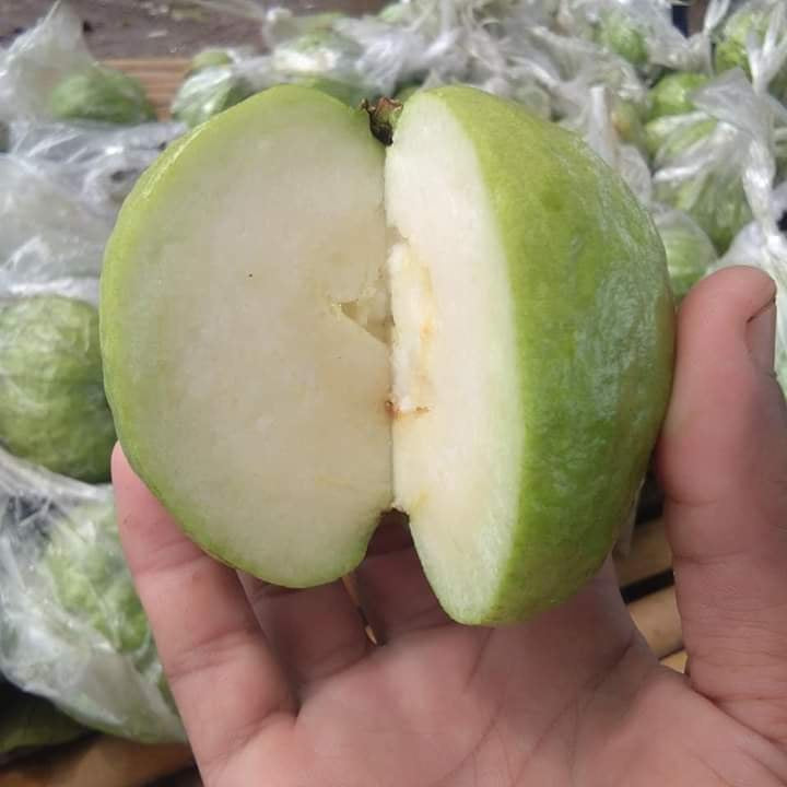 Hisar Seedless Guava Air Layered Healthy Fruit Plant