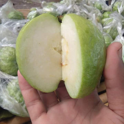 Hisar Seedless Guava Air Layered Healthy Fruit Plant
