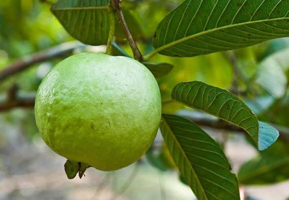 Hisar Seedless Guava Air Layered Healthy Fruit Plant
