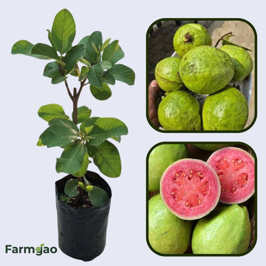 Hisar Surkha Guava Air Layered Healthy Fruit Plant