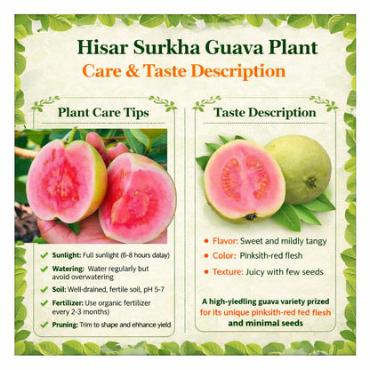 Hisar Surkha Guava Air Layered Healthy Fruit Plant