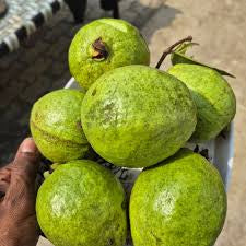 Hisar Surkha Guava Air Layered Healthy Fruit Plant