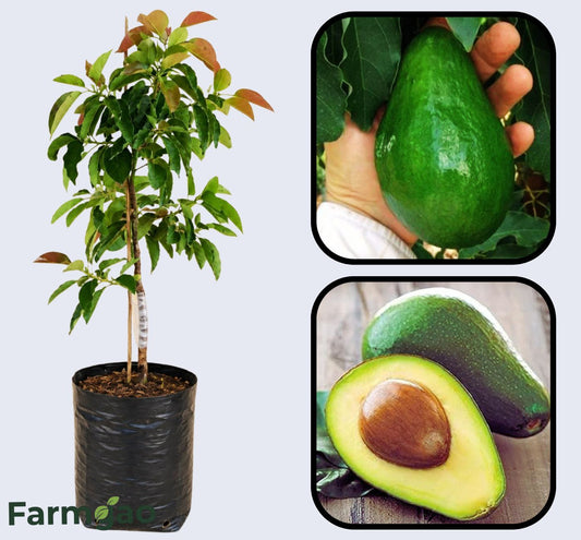 Holiday (dwarf type) Avocado Grafted Healthy Fruit Plant