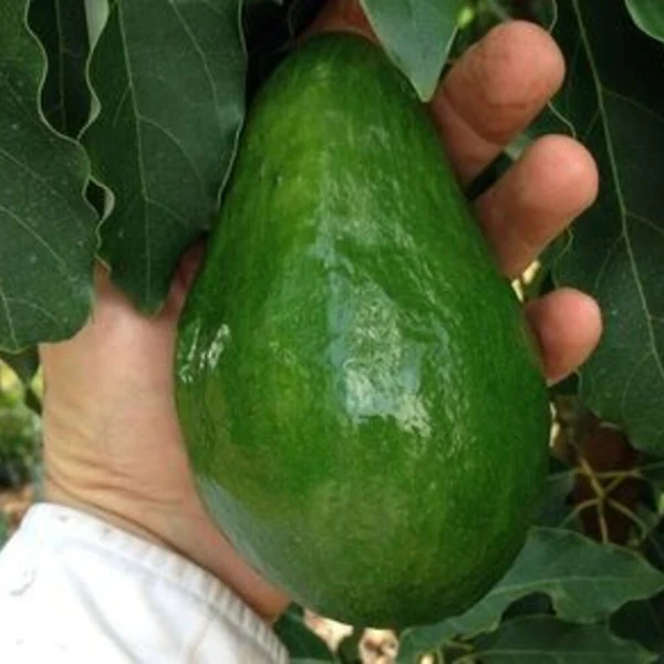 Holiday (dwarf type) Avocado Grafted Healthy Fruit Plant
