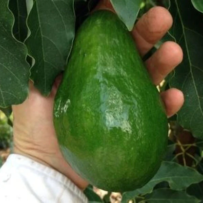 Holiday (dwarf type) Avocado Grafted Healthy Fruit Plant
