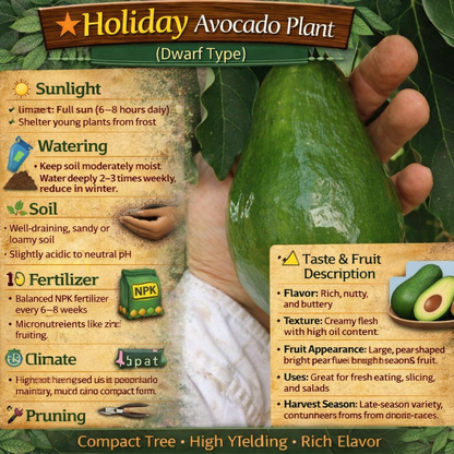 Holiday (dwarf type) Avocado Grafted Healthy Fruit Plant