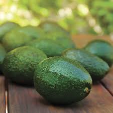 Holiday (dwarf type) Avocado Grafted Healthy Fruit Plant