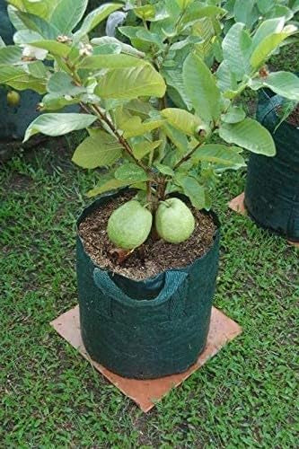 Homestead Guava Air Layered Healthy Fruit Plant