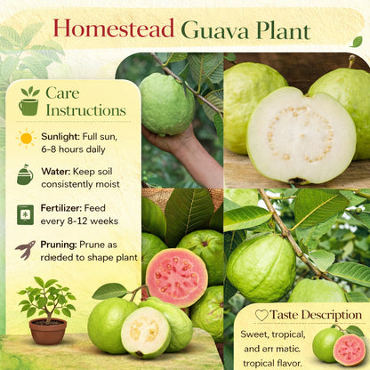 Homestead Guava Air Layered Healthy Fruit Plant