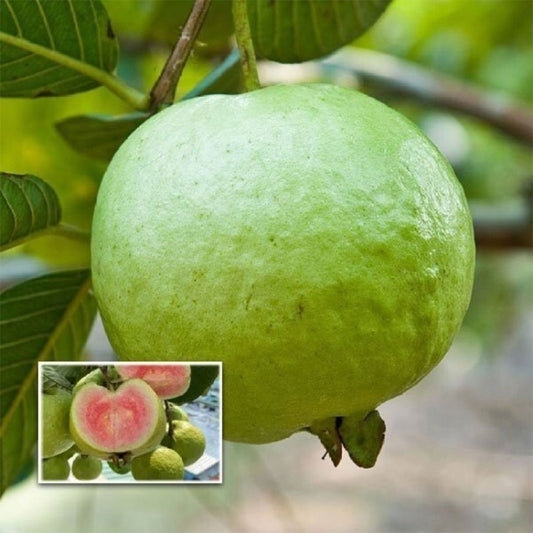 Homestead Guava Air Layered Healthy Fruit Plant