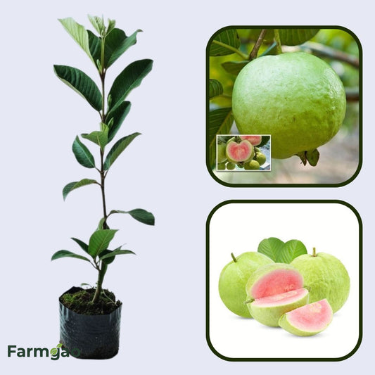 Honduras Pink Guava  Air Layered Healthy Fruit Plant