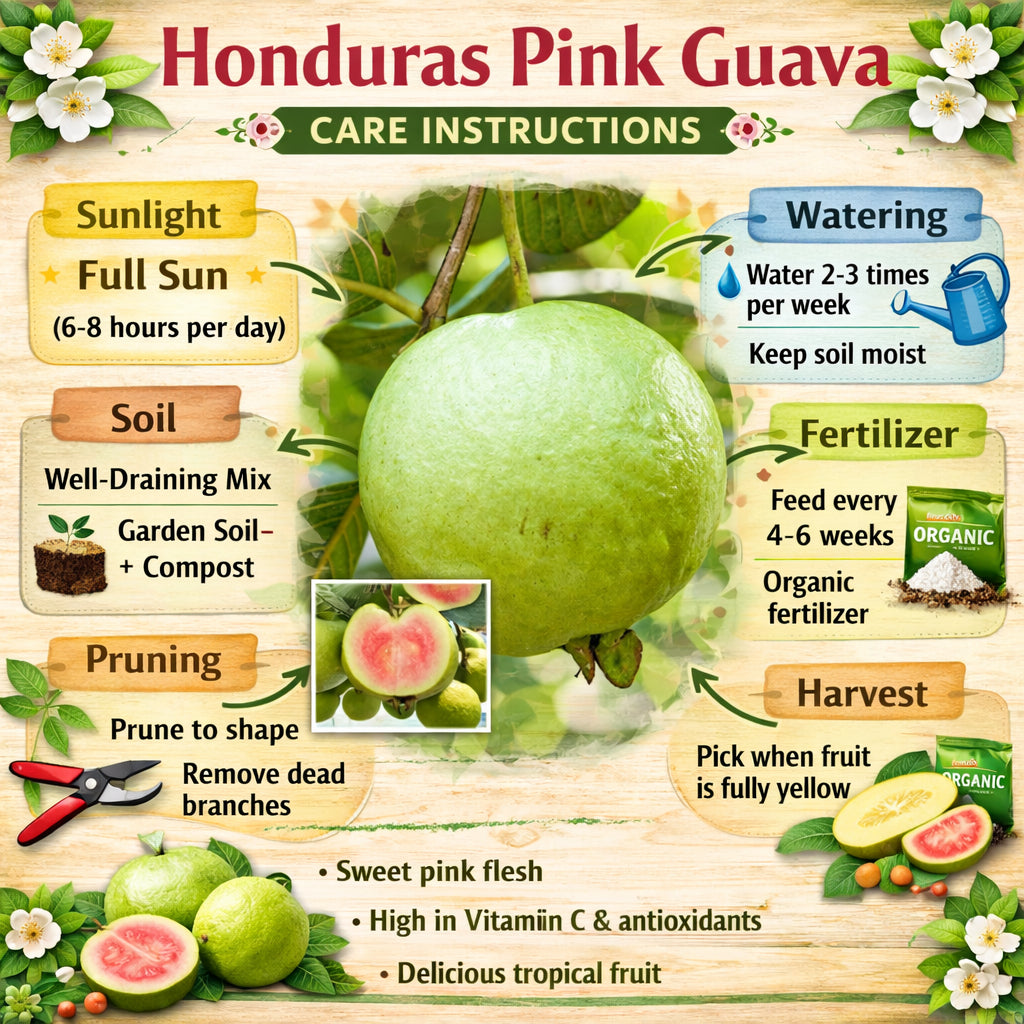 Honduras Pink Guava  Air Layered Healthy Fruit Plant