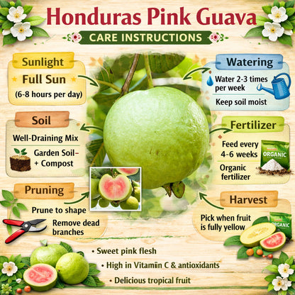 Honduras Pink Guava  Air Layered Healthy Fruit Plant