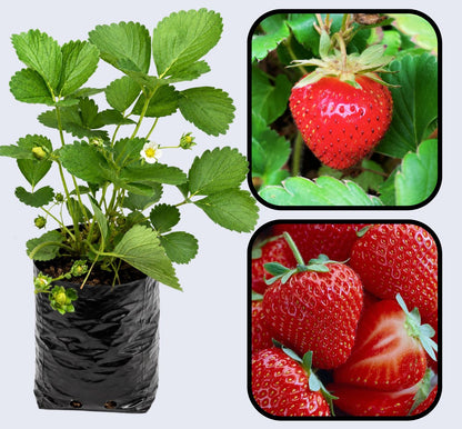 Honeoye Strawberry Healthy Sweet Home Garden Kitchen Garden Terrace Balcony Fruit Plant
