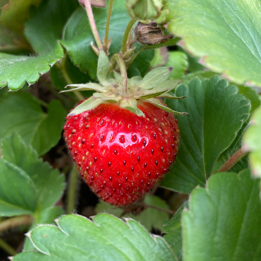 Honeoye Strawberry Healthy Sweet Home Garden Kitchen Garden Terrace Balcony Fruit Plant