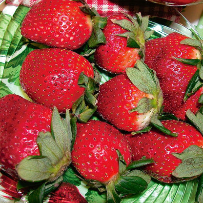 Honeoye Strawberry Healthy Sweet Home Garden Kitchen Garden Terrace Balcony Fruit Plant