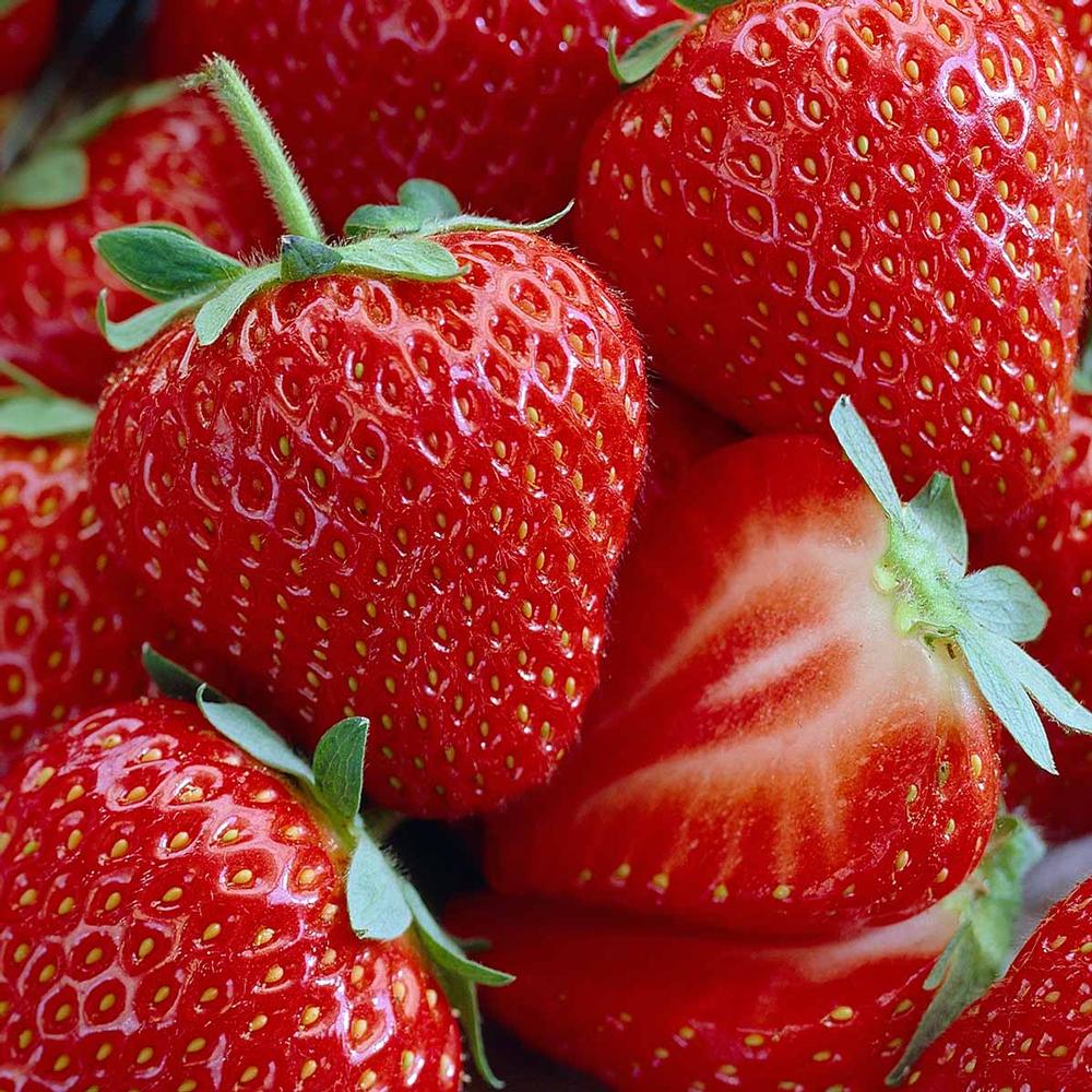 Honeoye Strawberry Healthy Sweet Home Garden Kitchen Garden Terrace Balcony Fruit Plant