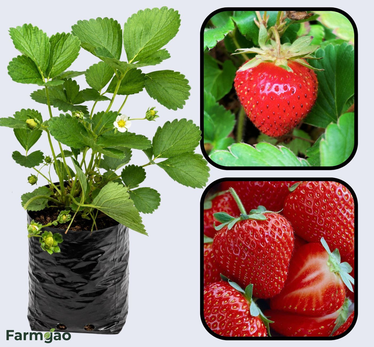 Honeoye Strawberry Healthy Sweet Home Garden Kitchen Garden Terrace Balcony Fruit Plant