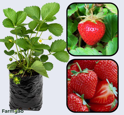 Honeoye Strawberry Healthy Sweet Home Garden Kitchen Garden Terrace Balcony Fruit Plant