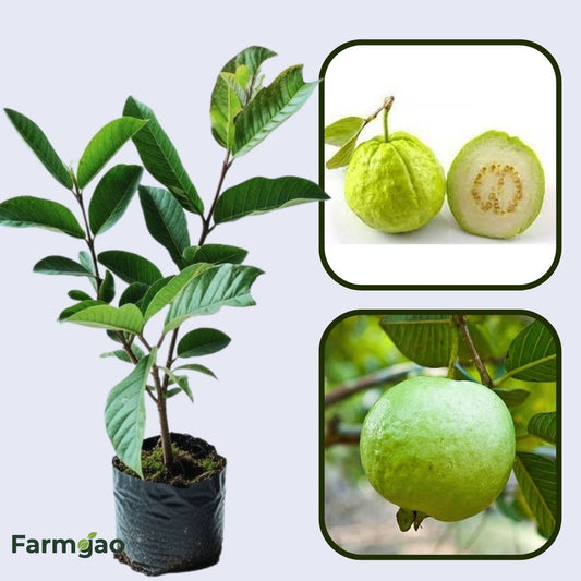 Honey Crunch Guava Air Layered Healthy Fruit Plant