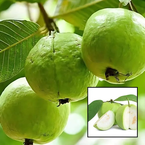 Honey Crunch Guava Air Layered Healthy Fruit Plant