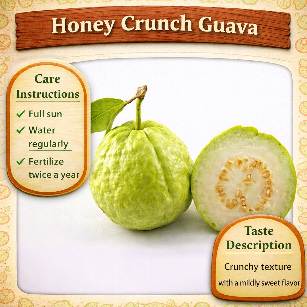 Honey Crunch Guava Air Layered Healthy Fruit Plant