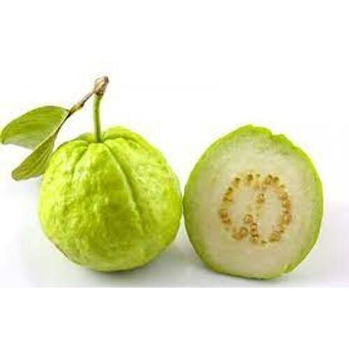 Honey Crunch Guava Air Layered Healthy Fruit Plant