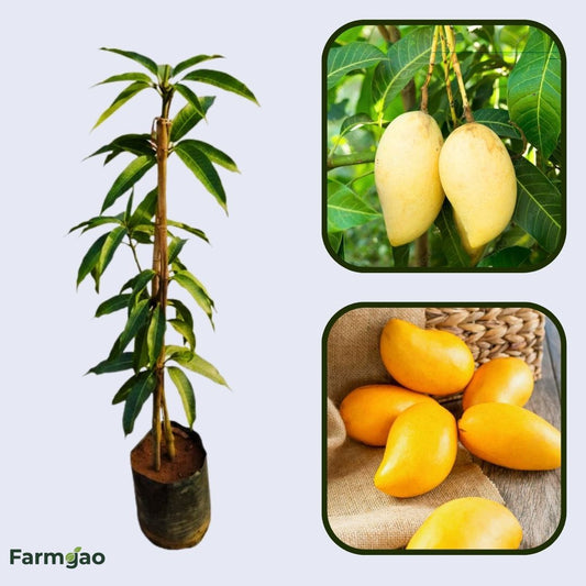 Honey Gold Mango Aam Grafted Healthy Fruit Plant
