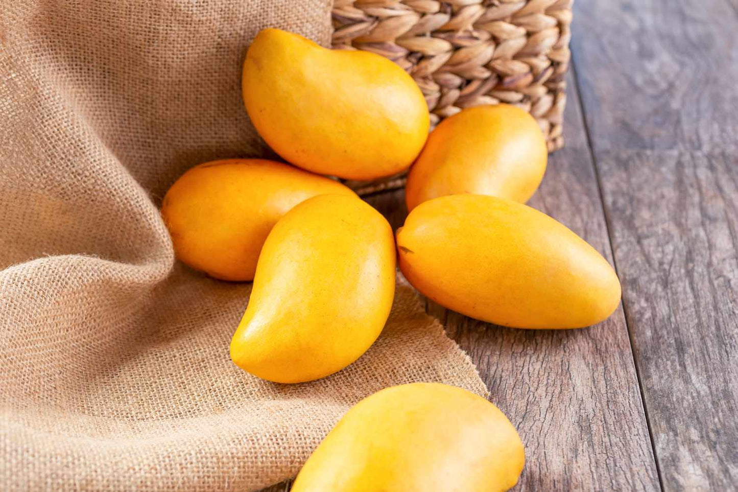 Honey Gold Mango Aam Grafted Healthy Fruit Plant