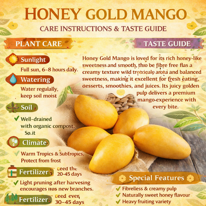 Honey Gold Mango Aam Grafted Healthy Fruit Plant