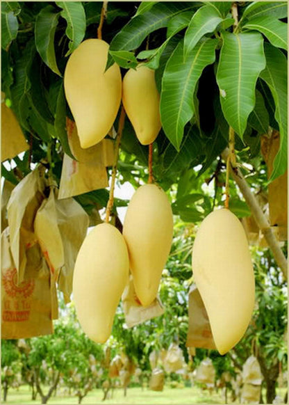 Honey Gold Mango Aam Grafted Healthy Fruit Plant