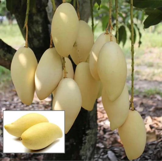 Honey Gold Mango Aam Grafted Healthy Fruit Plant