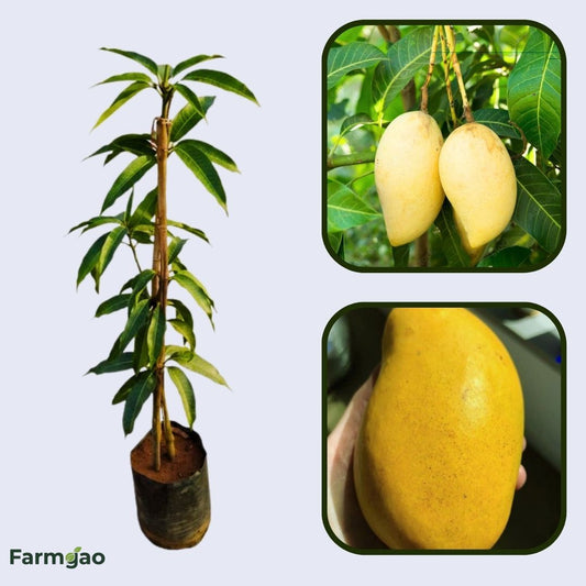 Honey (Ataulfo) Mango Aam Grafted Healthy Fruit Plant