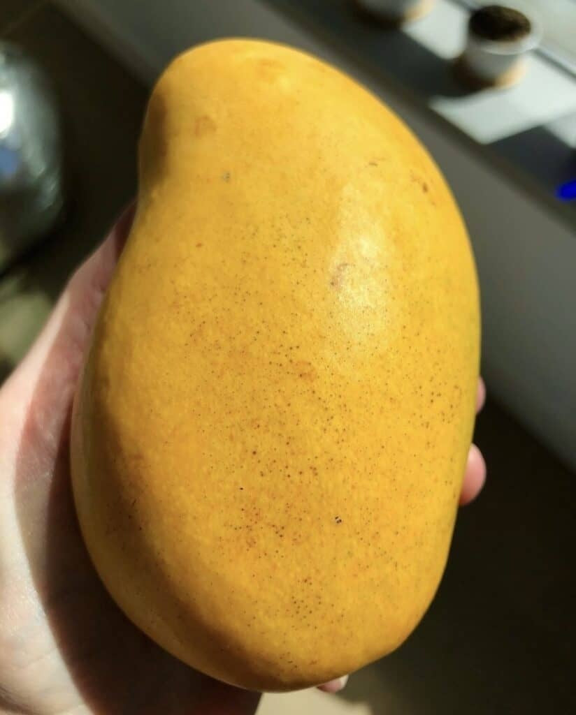 Honey (Ataulfo) Mango Aam Grafted Healthy Fruit Plant