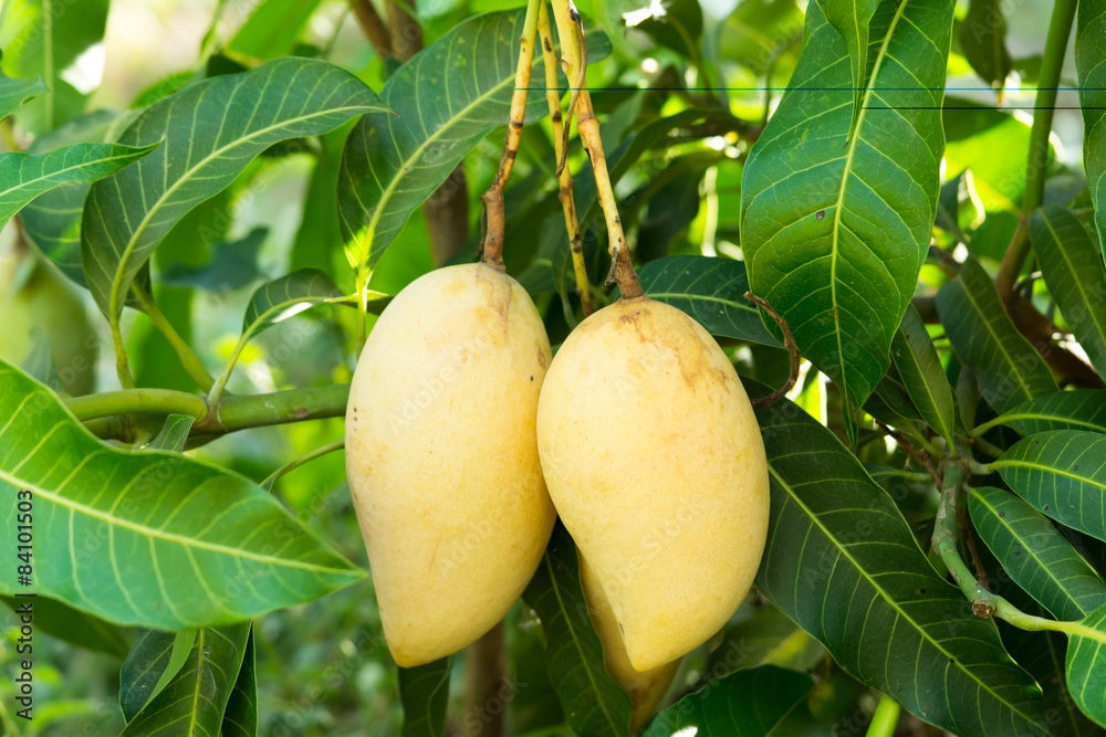 Honey (Ataulfo) Mango Aam Grafted Healthy Fruit Plant