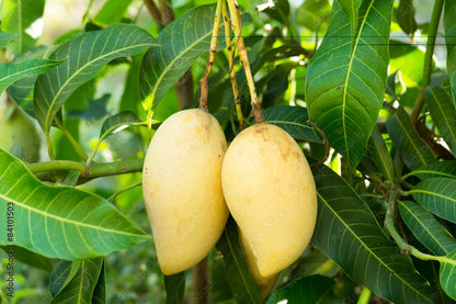 Honey (Ataulfo) Mango Aam Grafted Healthy Fruit Plant