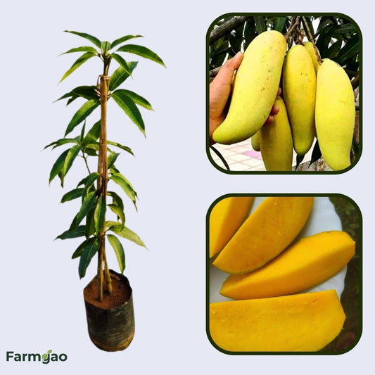 Hong Sa Mango Aam Grafted Healthy Fruit Plant