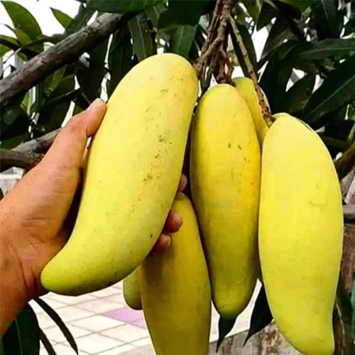 Hong Sa Mango Aam Grafted Healthy Fruit Plant