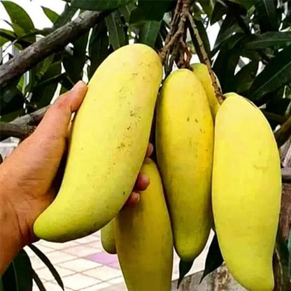 Hong Sa Mango Aam Grafted Healthy Fruit Plant