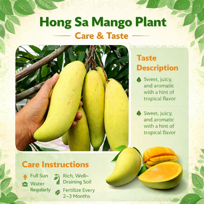 Hong Sa Mango Aam Grafted Healthy Fruit Plant