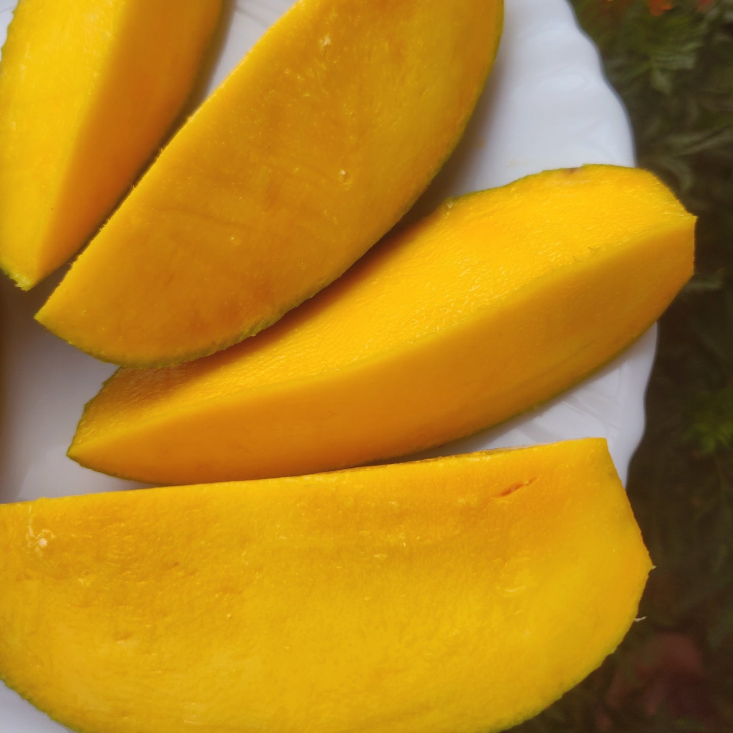 Hong Sa Mango Aam Grafted Healthy Fruit Plant
