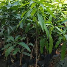 Hong Sa Mango Aam Grafted Healthy Fruit Plant