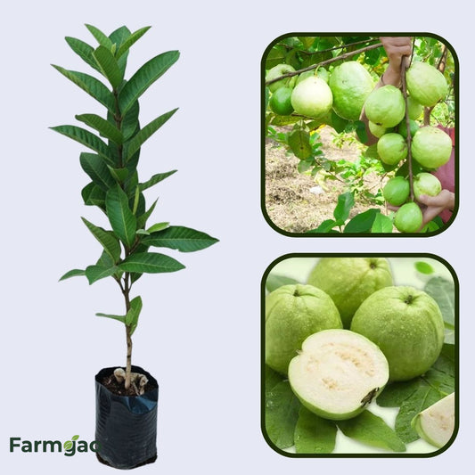 Hybrid-1 Guava Air Layered Healthy Fruit Plant