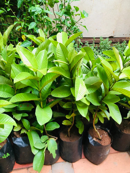 Hybrid-1 Guava Air Layered Healthy Fruit Plant