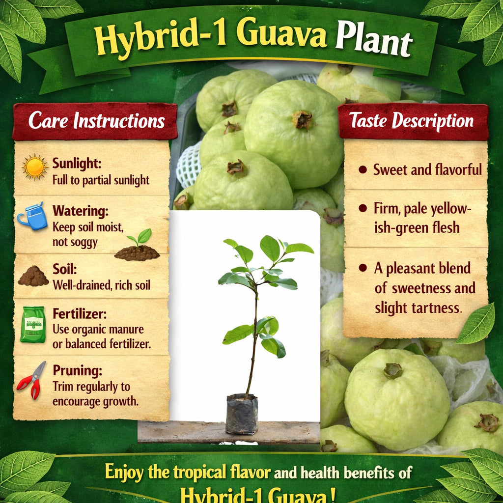 Hybrid-1 Guava Air Layered Healthy Fruit Plant
