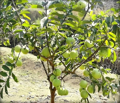 Hybrid-1 Guava Air Layered Healthy Fruit Plant