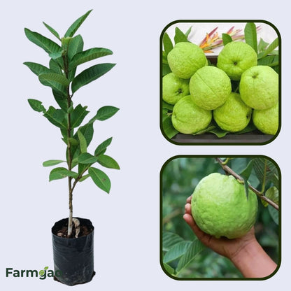 Hybrid-3 Guava Air Layered Healthy Fruit Plant