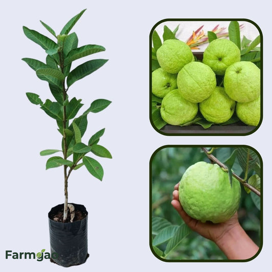 Hybrid-3 Guava Air Layered Healthy Fruit Plant