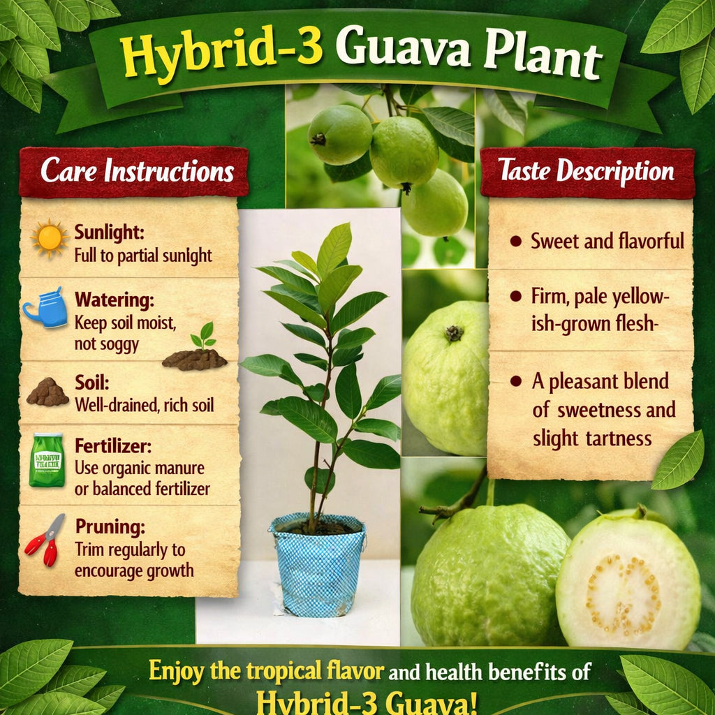 Hybrid-3 Guava Air Layered Healthy Fruit Plant
